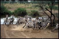 Tanzania: Zebra Crossing