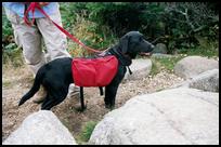 NH, White Mountains, Dog With Backpack